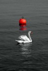 Rosso cigno Rosso cigno