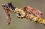 Acrobazie Acrobazie