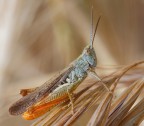 Chortippus brunneus brunneus Chortippus brunneus brunneus