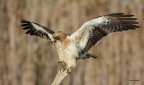 Aquila minore... Aquila minore...