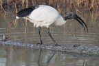 Ibis Sacro Ibis Sacro