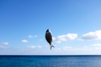 nel blu ..... nel blu .....
