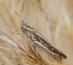 Chortippus brunneus brunneus 2