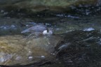Merlo Acquaiolo
Cinclus cinclus (Linnaeus, 1758)
Dipper

Lombardia, gennaio 2018
5000iso F6,3 1/320
700mm crop