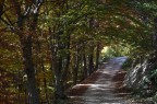 Galleria Alberata Galleria Alberata