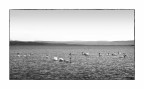 Il mare dei cigni