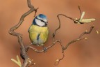 l'Arte della Natura (Cinciarella) l'Arte della Natura (Cinciarella)