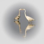 Incontro ravvicinato