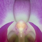 Foto scattata con Canon 40D
50mm 1.4 con 
Anelli 35mm
flash anulare
Cavalletto
f16
1/40
iso400