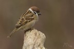 Passera Mattugia