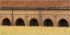 archi nel grano archi nel grano