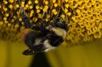 MACRO MACRO