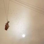 il volo della Colombina