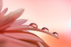Drops Drops