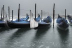 Profilo Veneziano Profilo Veneziano