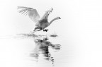 The Swan The Swan