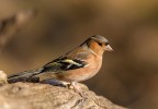 Fringuello Fringuello
