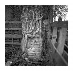 un abbraccio vegetale ;/)