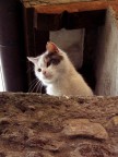 Curiositā Felina Curiositā Felina