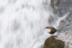 Il merlo e la cascata Il merlo e la cascata