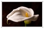 Calla Calla