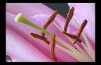 fiore fiore