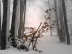 I colori dell' inverno I colori dell' inverno