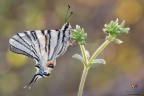 Iphiclides podalirius.... Iphiclides podalirius....