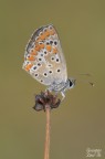 Aricia agestis