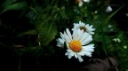 Fiore Fiore