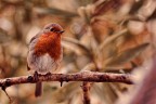 un pettirosso non fa primavera un pettirosso non fa primavera
