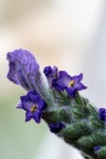 sboccia la spiga di lavanda sboccia la spiga di lavanda