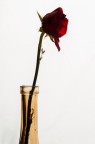 Rose Rose