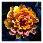 Fiore. Fiore.