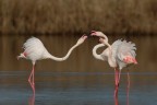 ancora fenicotteri...