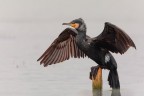 cormorano....