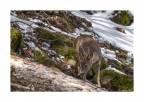 un capriolo un capriolo