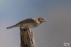 Torcicollo Torcicollo