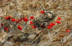 La guerra di Piero La guerra di Piero