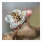 Il ritorno... dell'ape