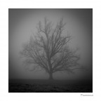 l'albero l'albero