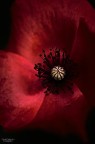 Non faccio foto di fiori