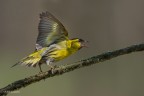 Lucherino Lucherino