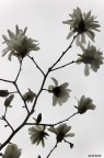 Pasqua Pasqua