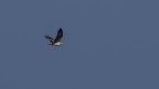 Falco pescatore Falco pescatore