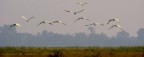 Il volo degli ibis Il volo degli ibis