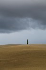 Cipresso solitario Cipresso solitario