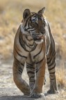 Passeggiata Passeggiata