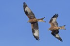 Nibbio reale (Milvus milvus) Nibbio reale (Milvus milvus)