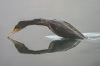 Cormorano Cormorano